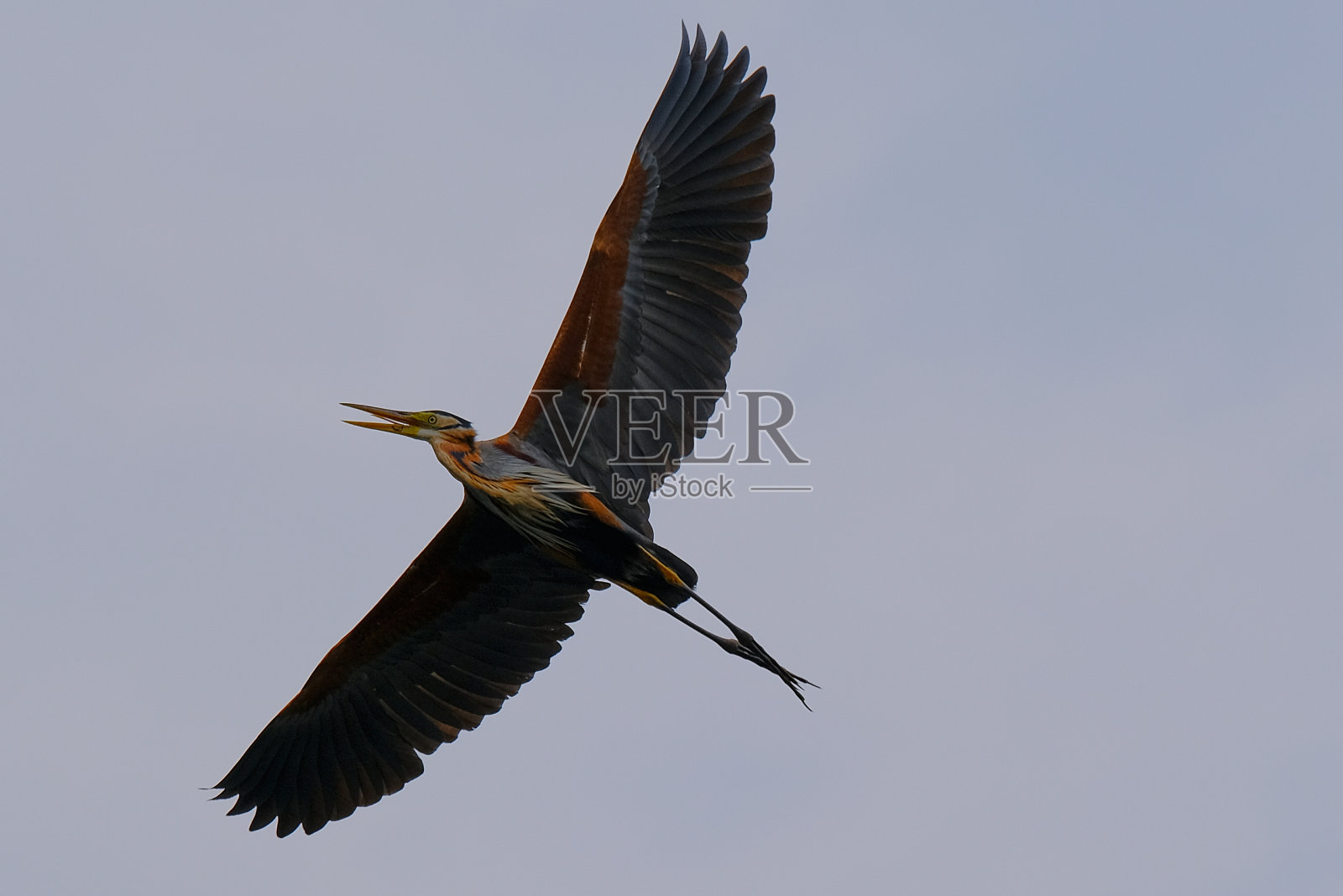 紫色的鹭照片摄影图片