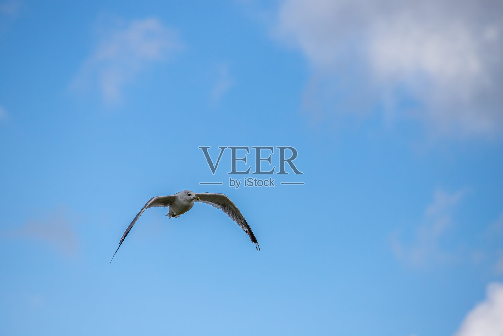 海鸥在飞照片摄影图片