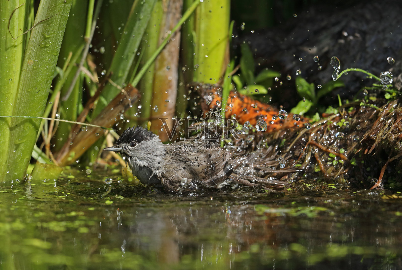 黑头莺类照片摄影图片