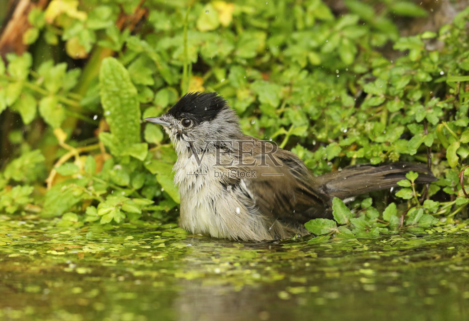 黑头莺类照片摄影图片