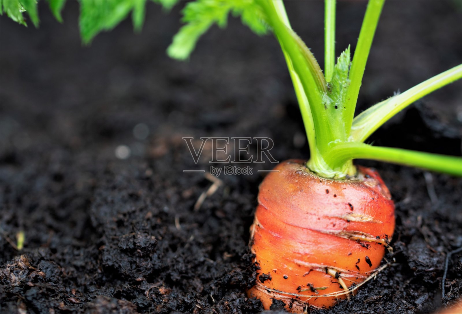 在容器中生长的胡萝卜(直立)照片摄影图片