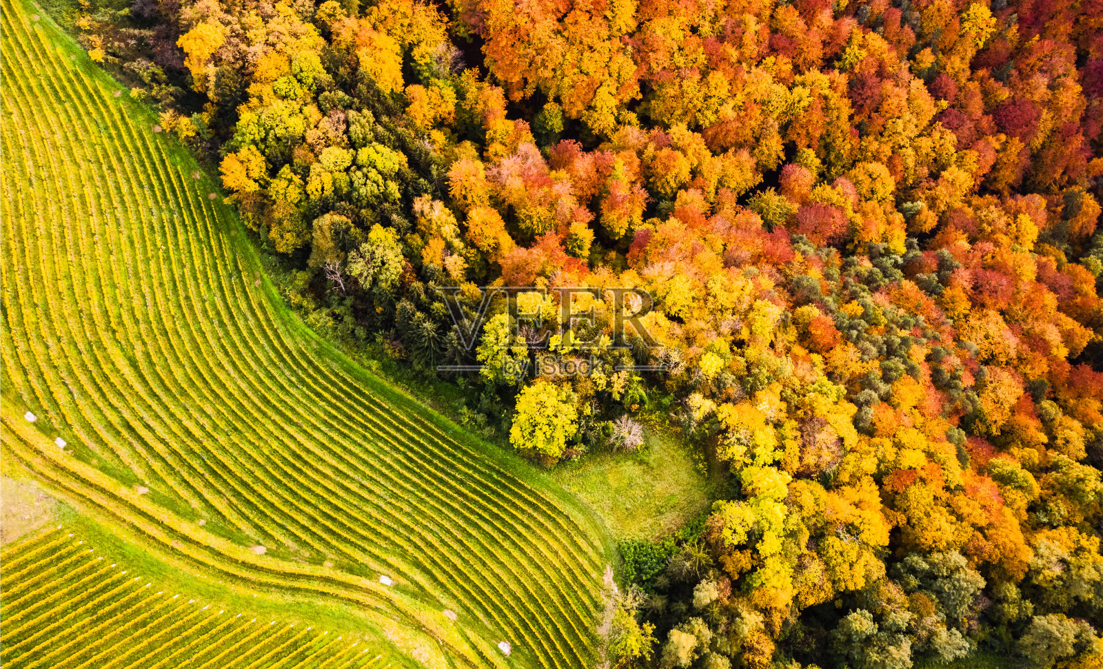 鸟瞰图的葡萄园在一个奥地利的乡村与教堂的背景照片摄影图片