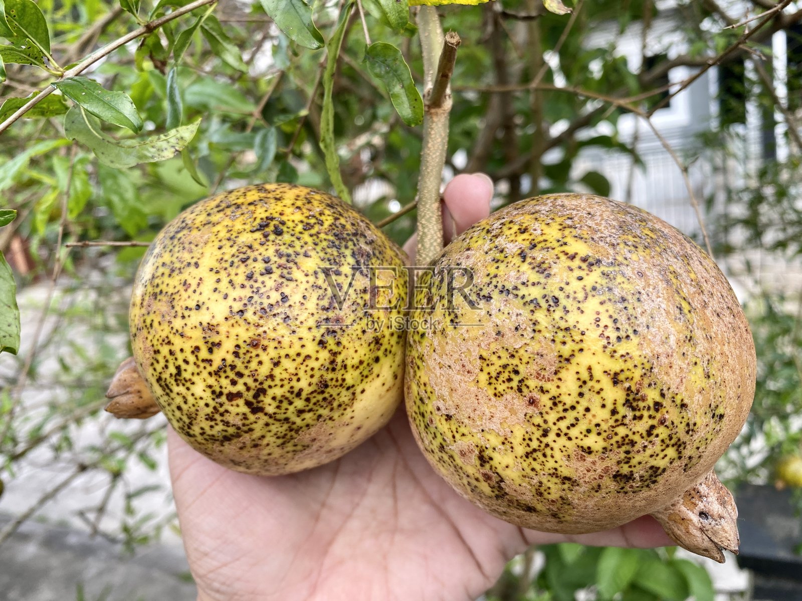 成熟的白色石榴照片摄影图片