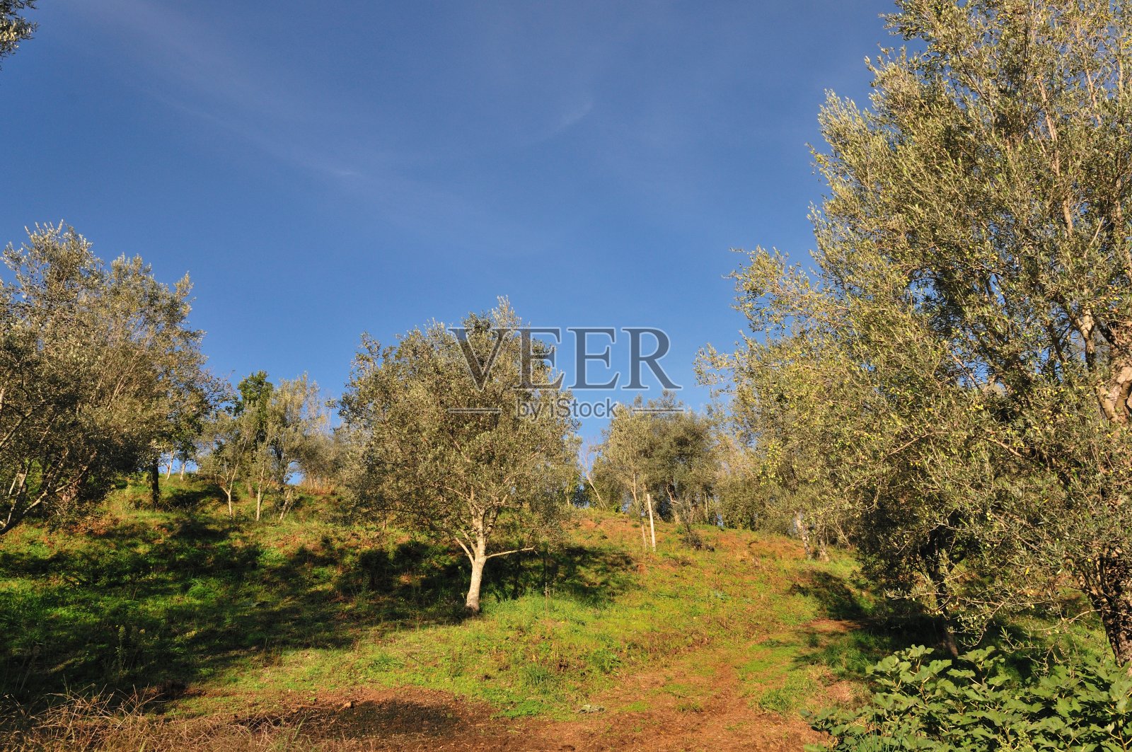 蒂诺坎帕尼亚·费利克斯视图照片摄影图片