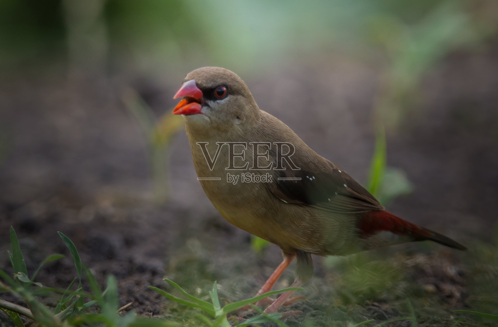 红色的阿瓦达瓦是一种没有完全红色的外衣，在地上寻找食物。照片摄影图片