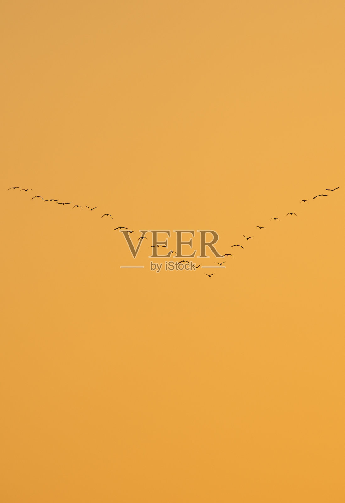 白鹭鸟，动物迁徙，鸟以v字队形飞行，飞行照片摄影图片