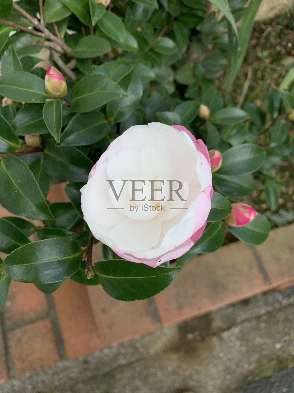 Sajanka日本花照片摄影图片