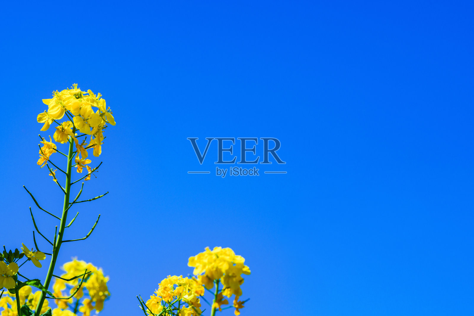 日本的油菜花田照片摄影图片