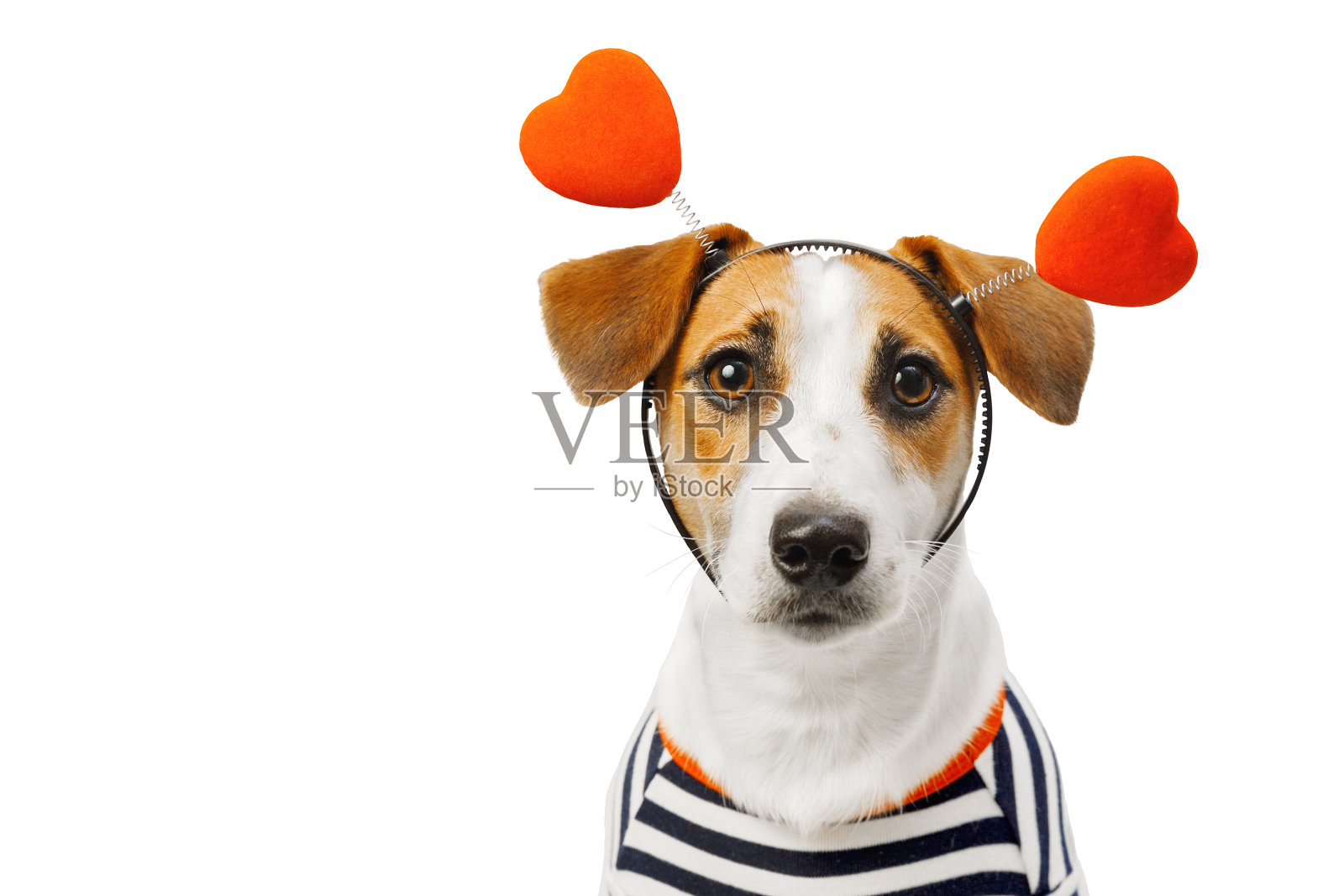 可爱的杰克罗素狗在一个心形头带孤立在白色的背景。照片摄影图片