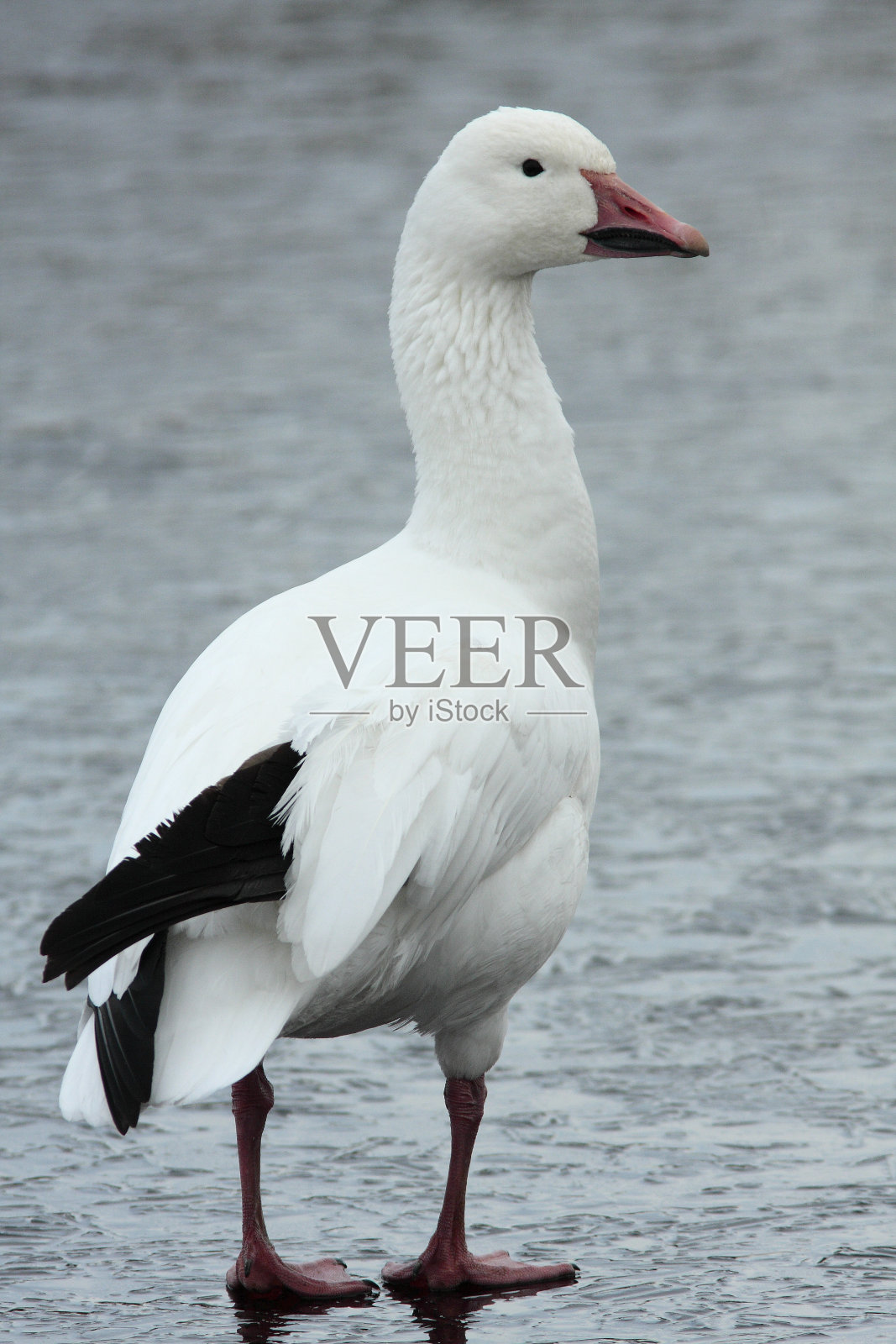 雪雁照片摄影图片