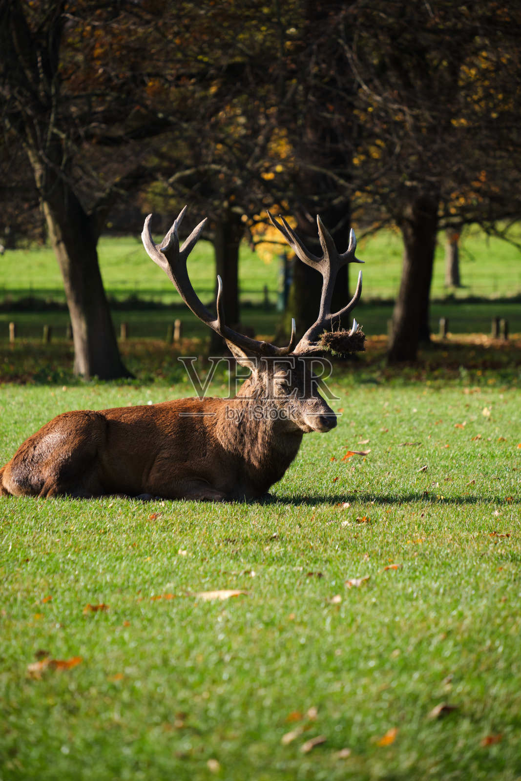 鹿休息。照片摄影图片