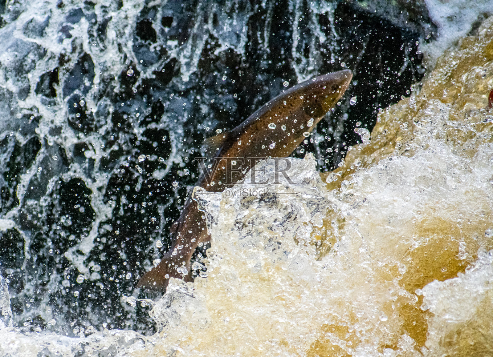 正在返回产卵地的鲑鱼照片摄影图片