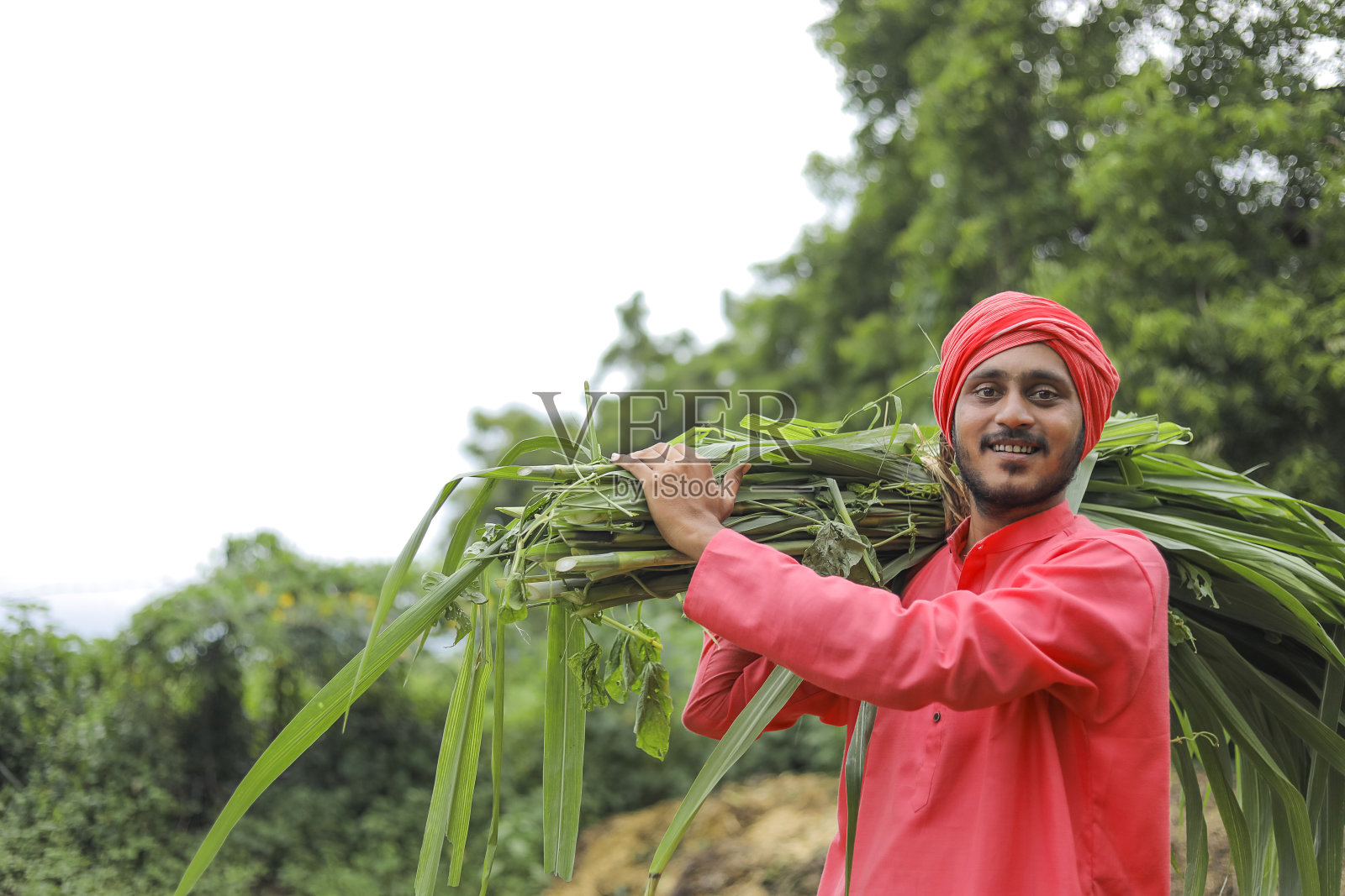 微笑的亚洲农民扛着新鲜的绿草在他的肩膀上喂牛照片摄影图片