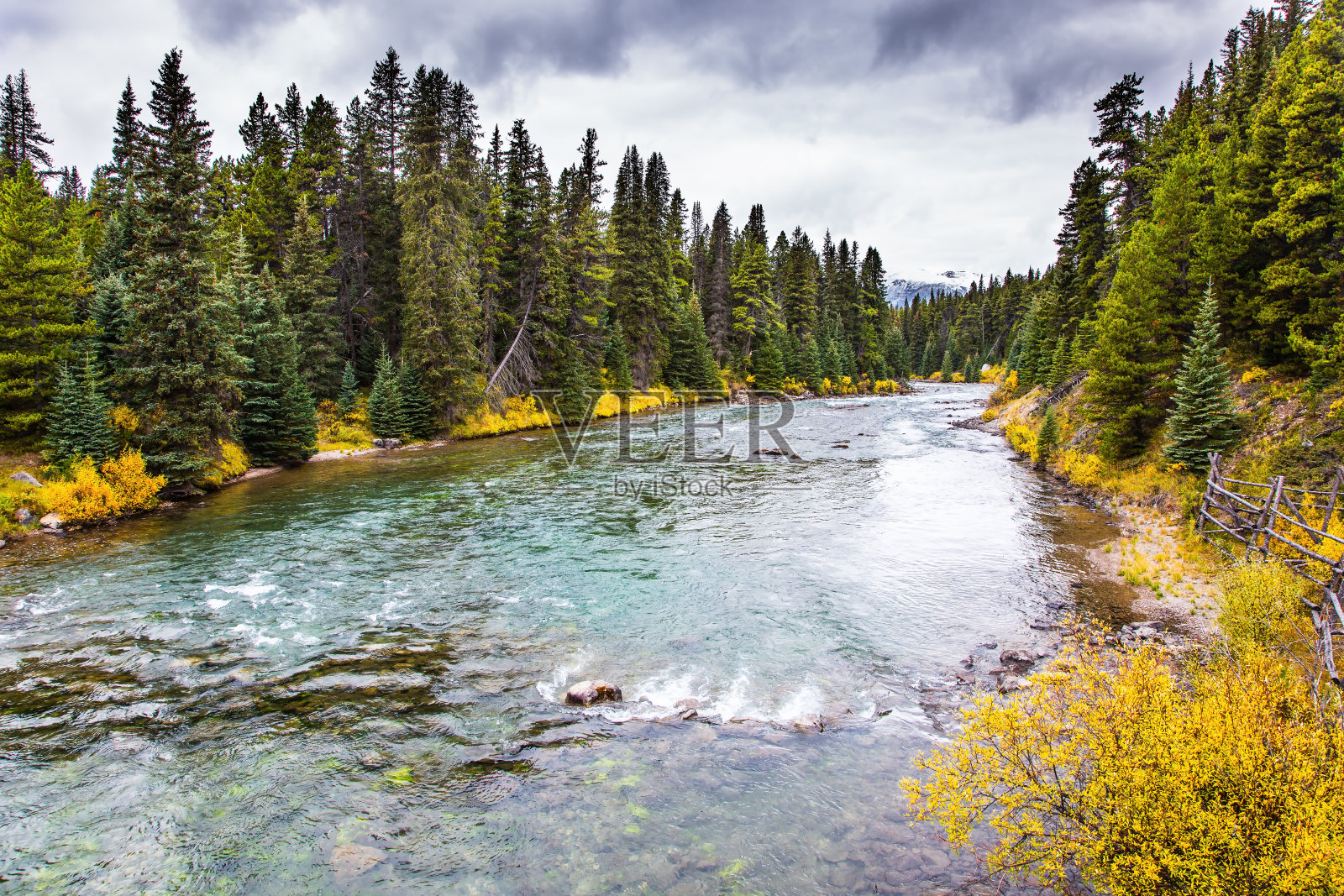 常绿的森林照片摄影图片