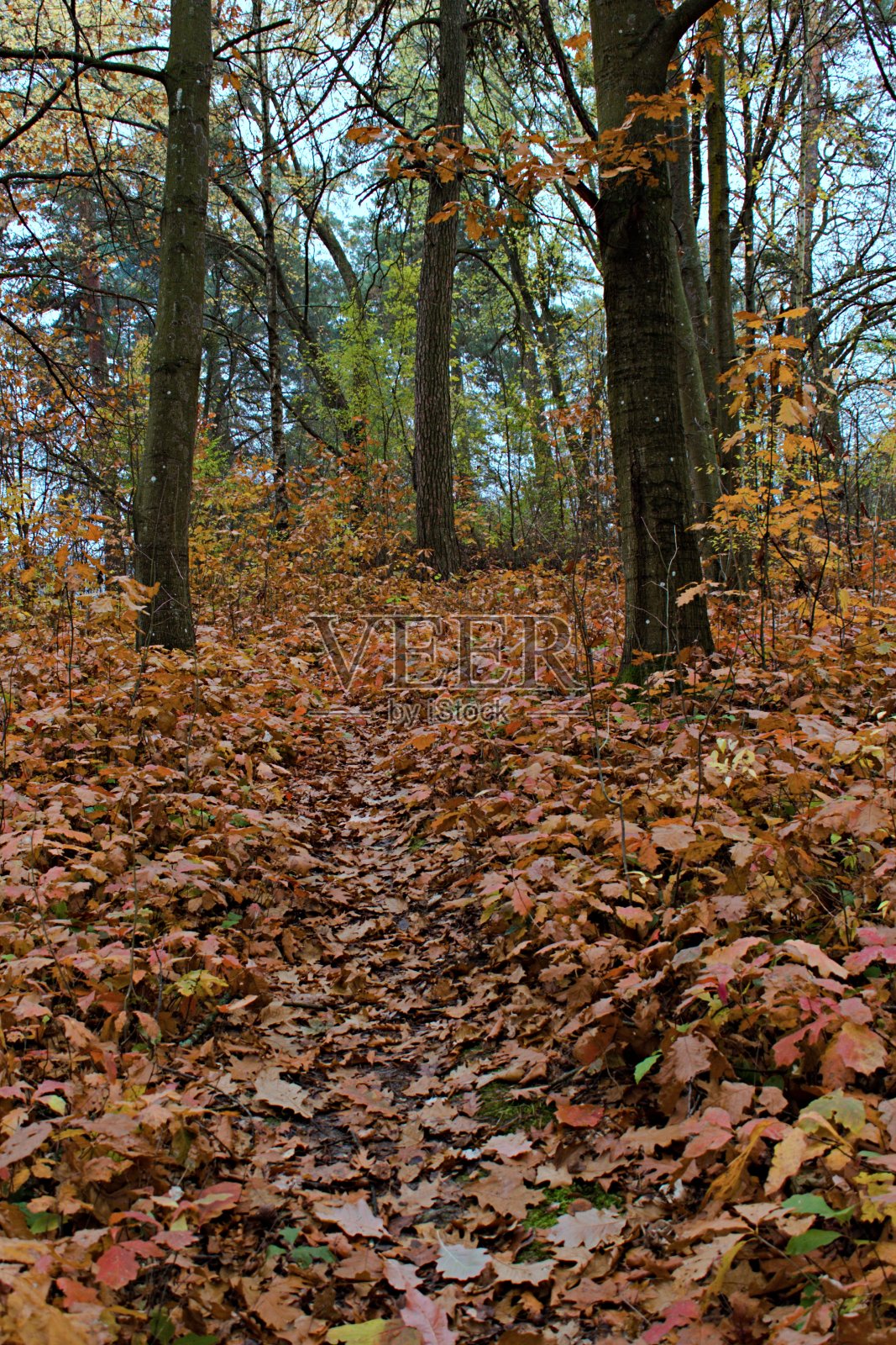 秋天的森林里飘落着黄色的枫叶照片摄影图片