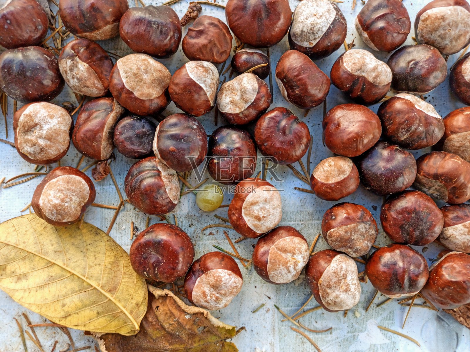 马栗子照片摄影图片