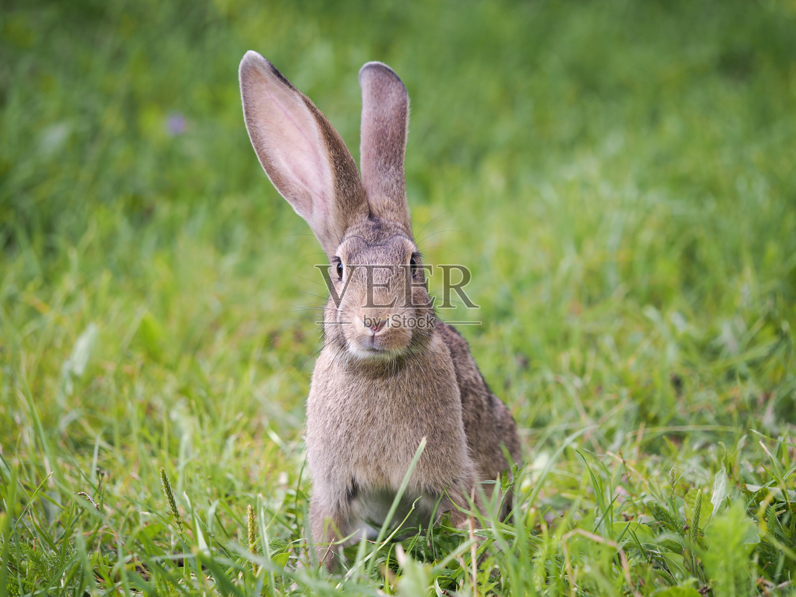 草丛里有一只灰色的兔子照片摄影图片