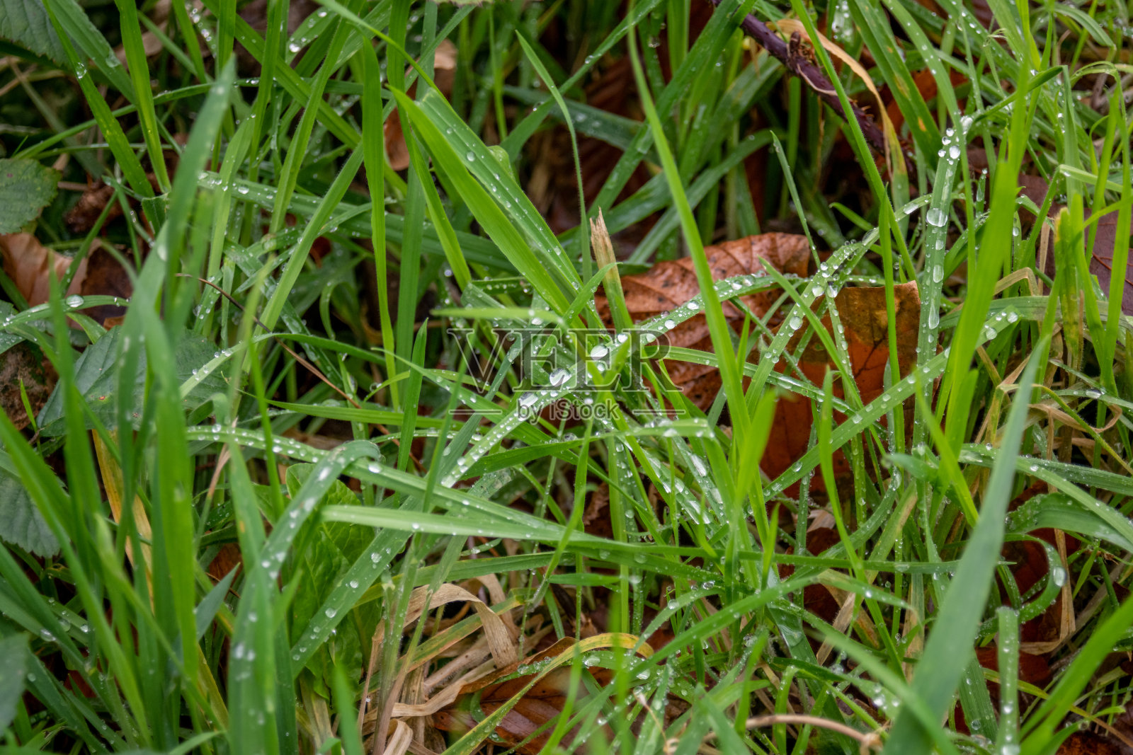 秋天草叶上的水滴照片摄影图片