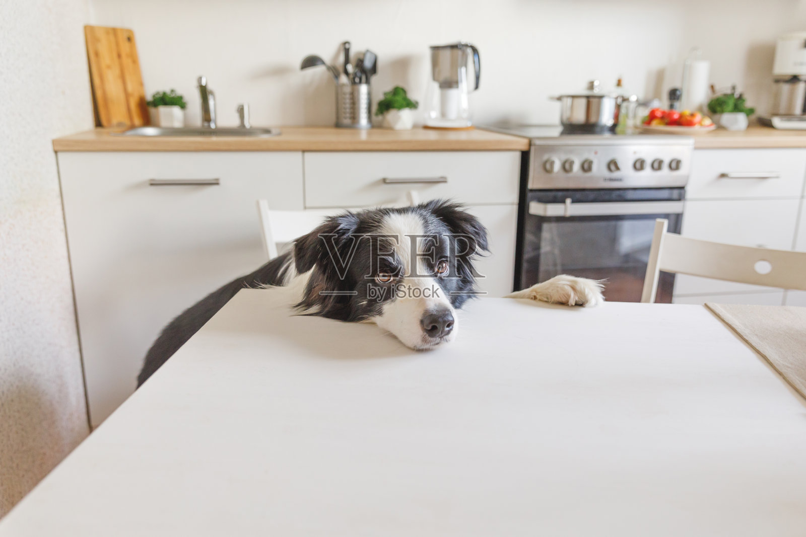 饥饿的边境牧羊犬坐在现代厨房的桌子上，用小狗的眼睛看着有趣的脸等待用餐。滑稽的狗看着悲伤的凝视和等待早餐在家里，宠物照顾动物的生活照片摄影图片