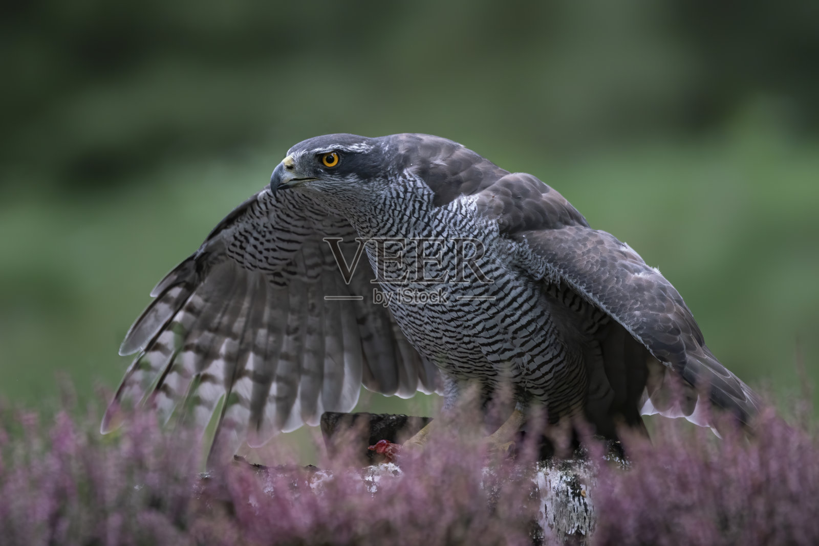 北部苍鹰的成虫(鹰)，在树枝上捕食照片摄影图片