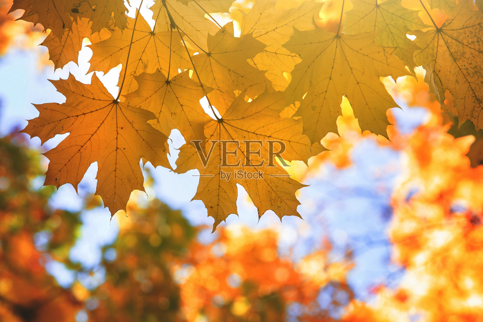 近距离的明亮的黄色和红色的枫叶在秋天的树枝上充满活力模糊的背景在秋天公园。照片摄影图片