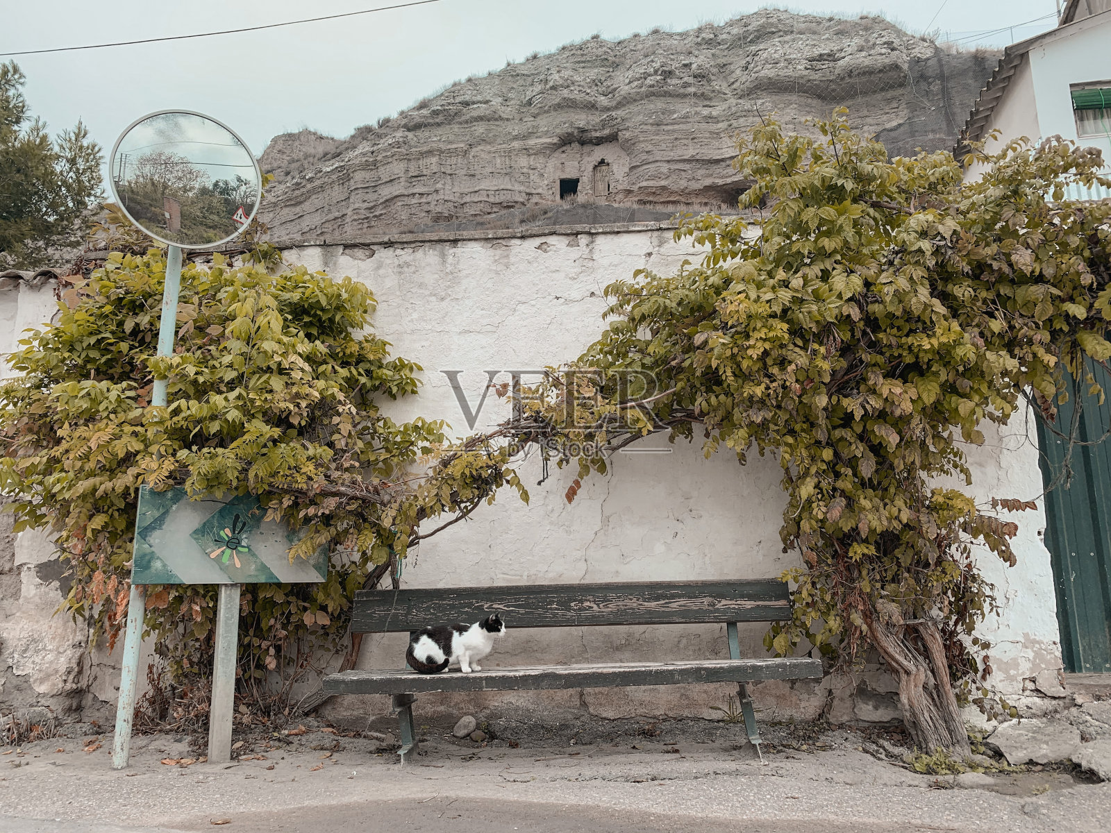 一只猫坐在村子里的长椅上照片摄影图片