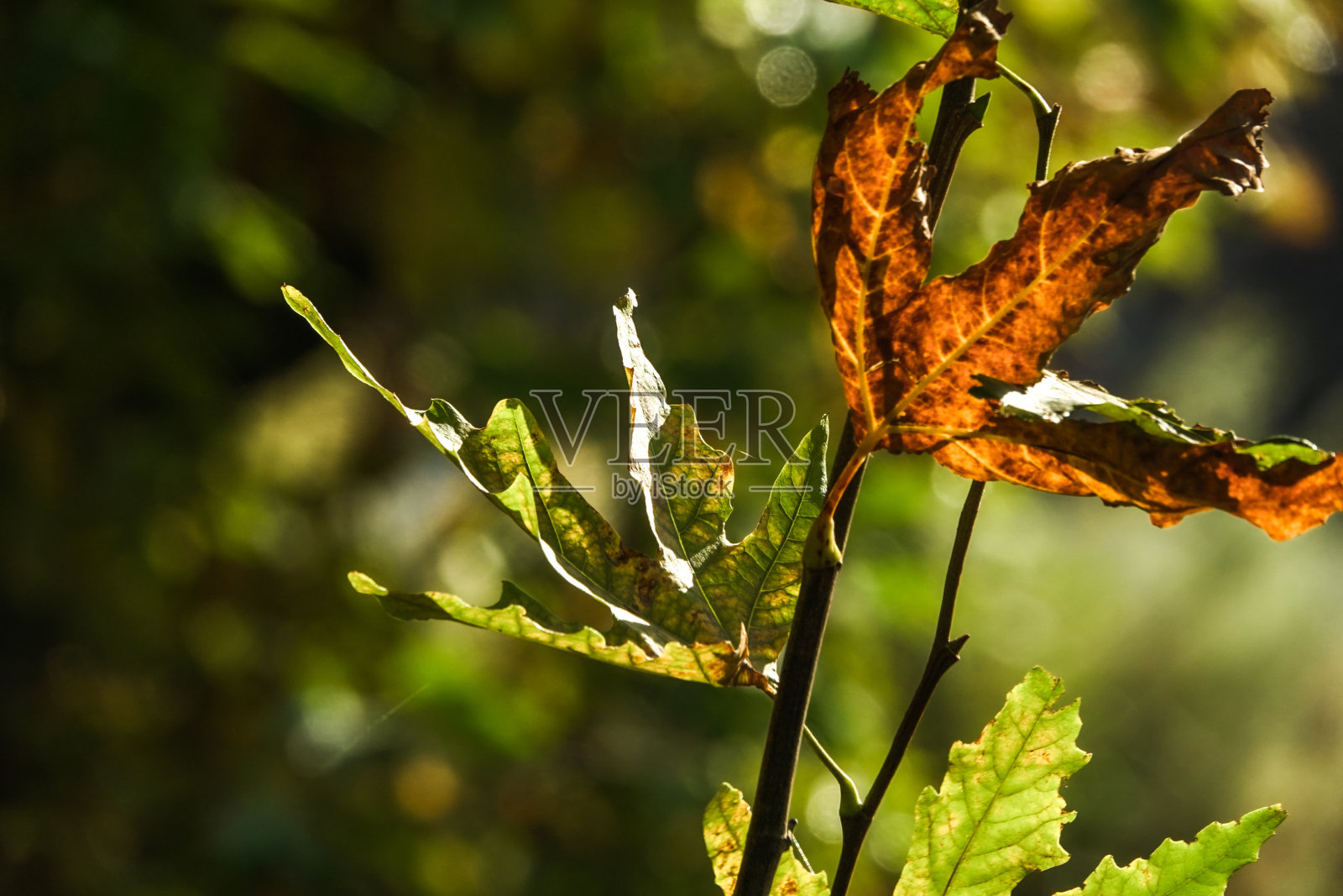秋天的色彩和山景照片摄影图片