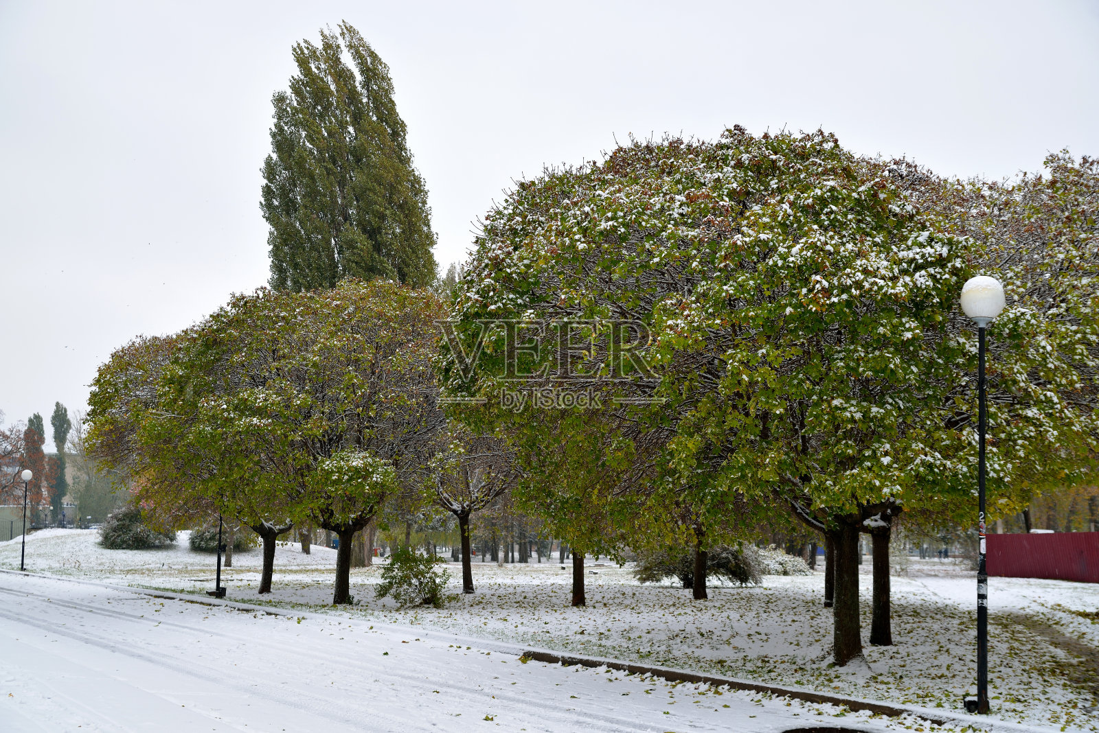 秋天的城市公园里有绿树下的雪。横向视图照片摄影图片