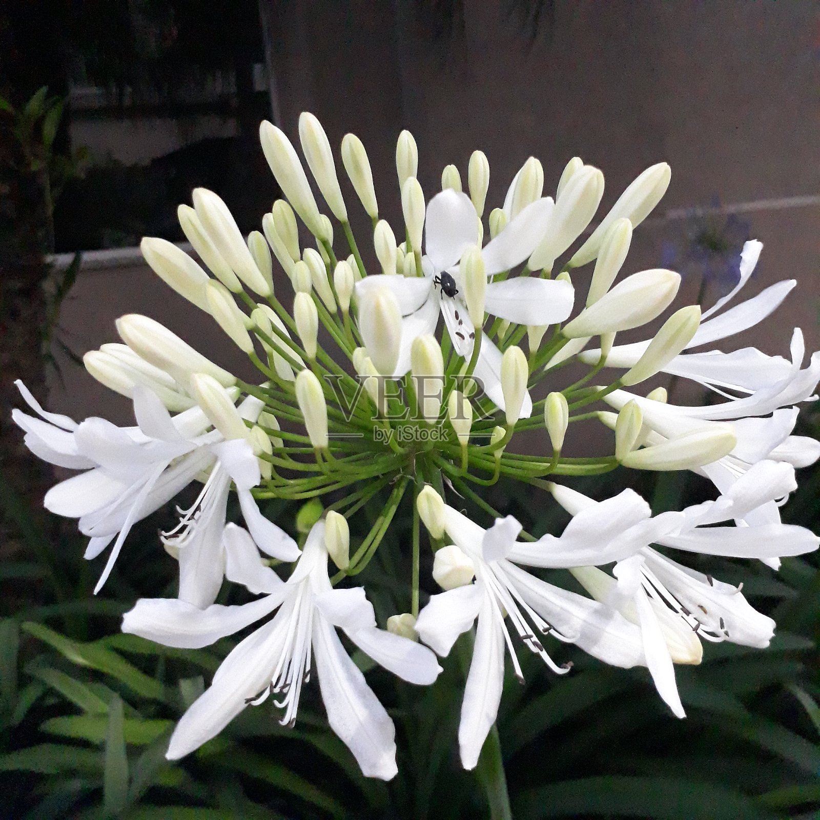 白色的花园的花照片摄影图片