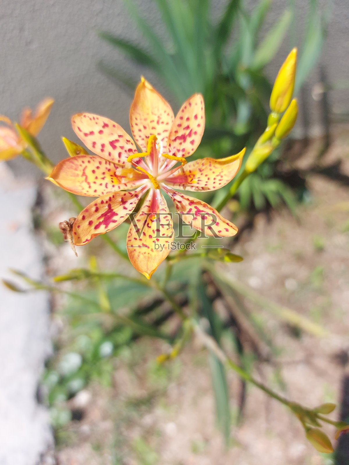 海岸特有的带红色斑点的小百合花照片摄影图片