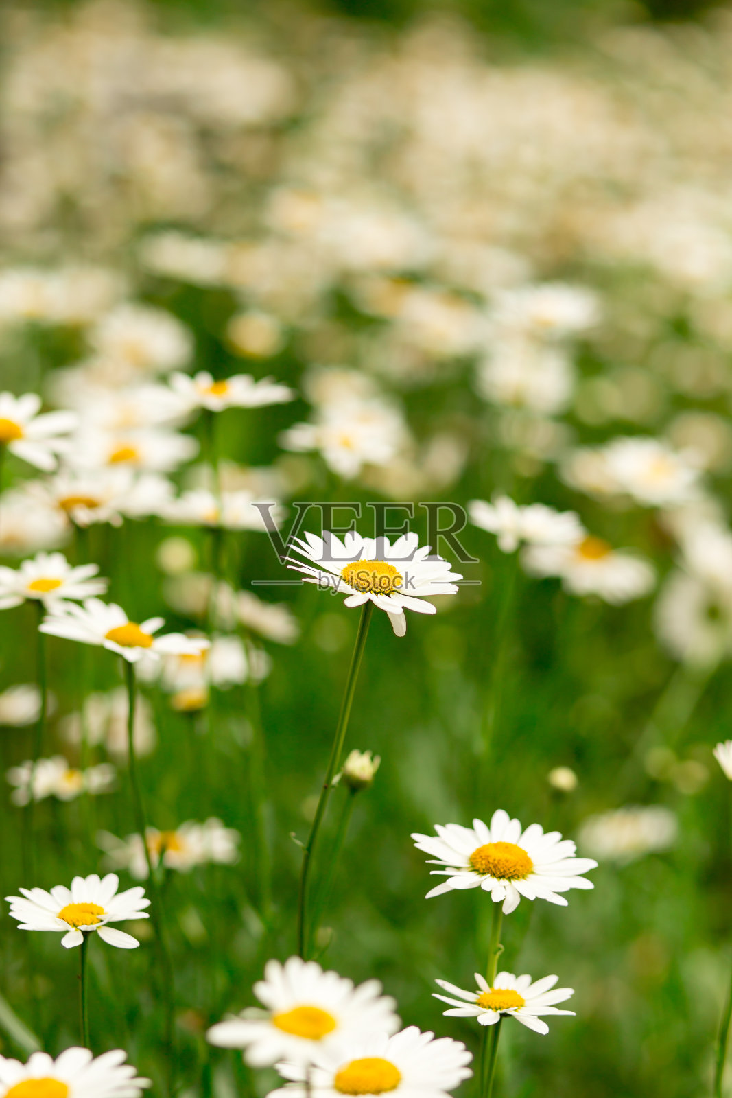 雏菊照片摄影图片