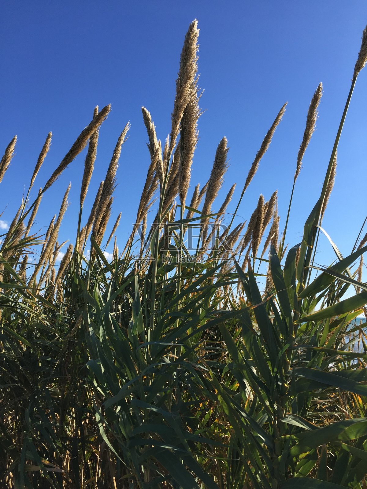 湖里有芦苇。照片摄影图片