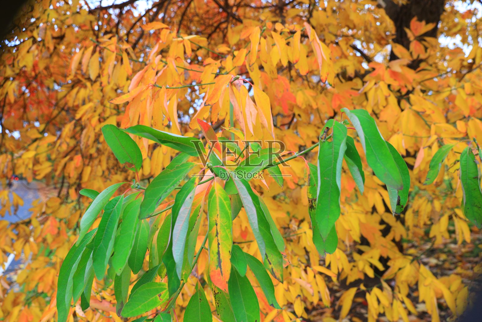在纽约市中央公园的北树林里，一棵树下躺着树叶照片摄影图片