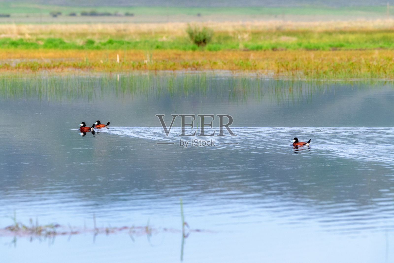 鸭子落在池塘的秋千上照片摄影图片
