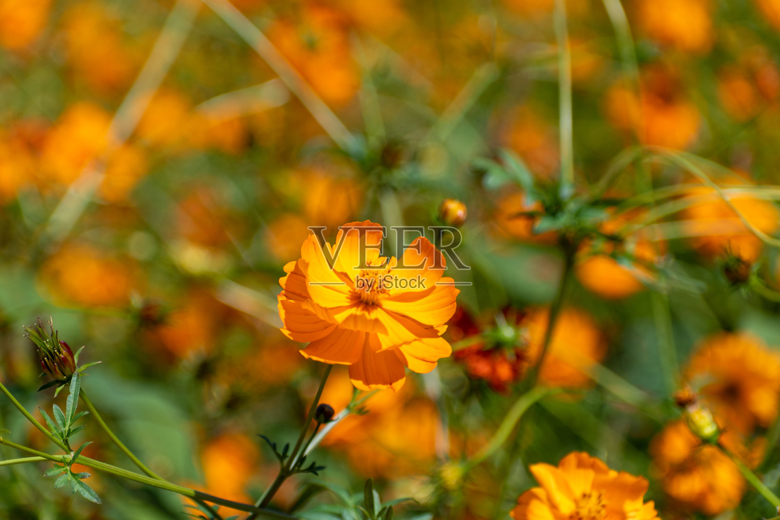 宇宙领域照片摄影图片