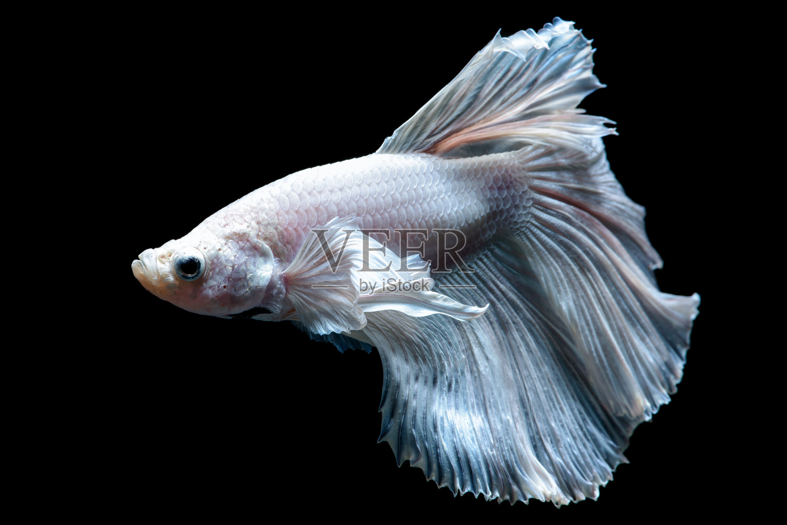 在黑色背景上战斗的鱼照片摄影图片