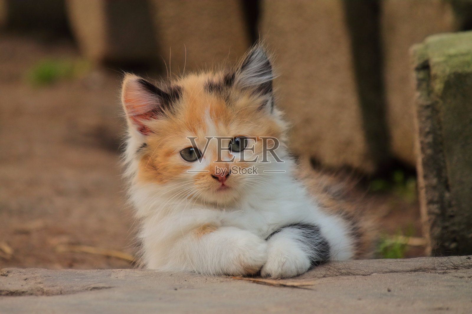 非常美丽和迷人的肖像毛茸茸的小猫是休息在地上照片摄影图片