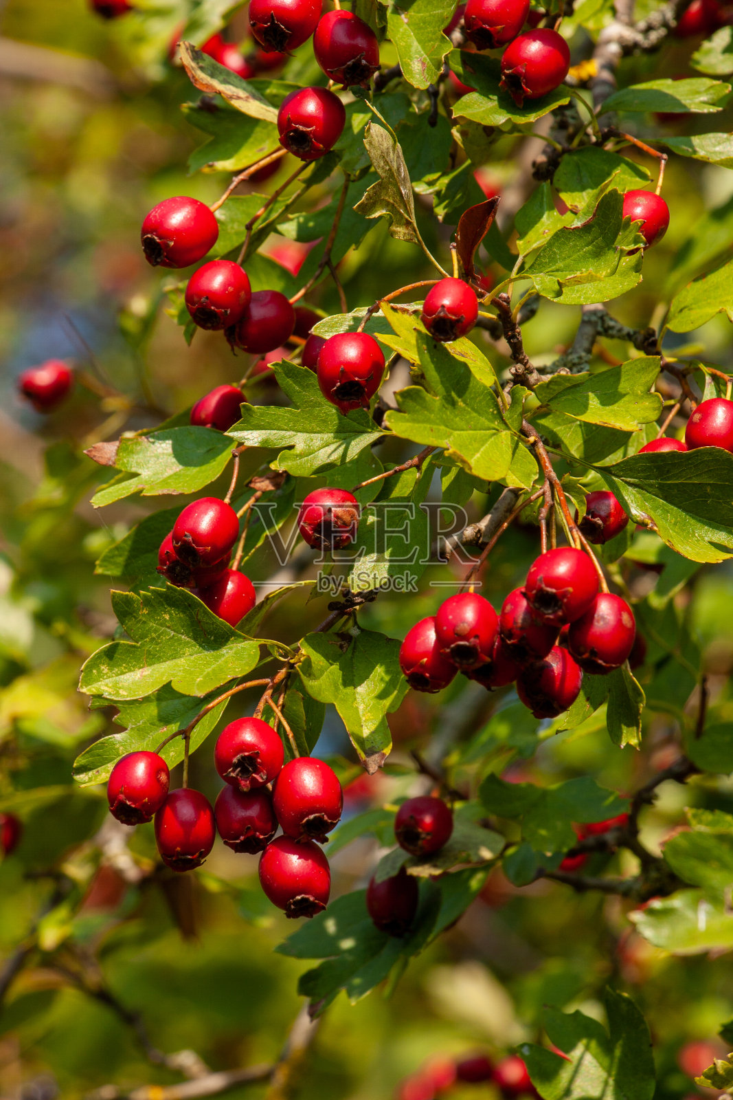 臀部照片摄影图片