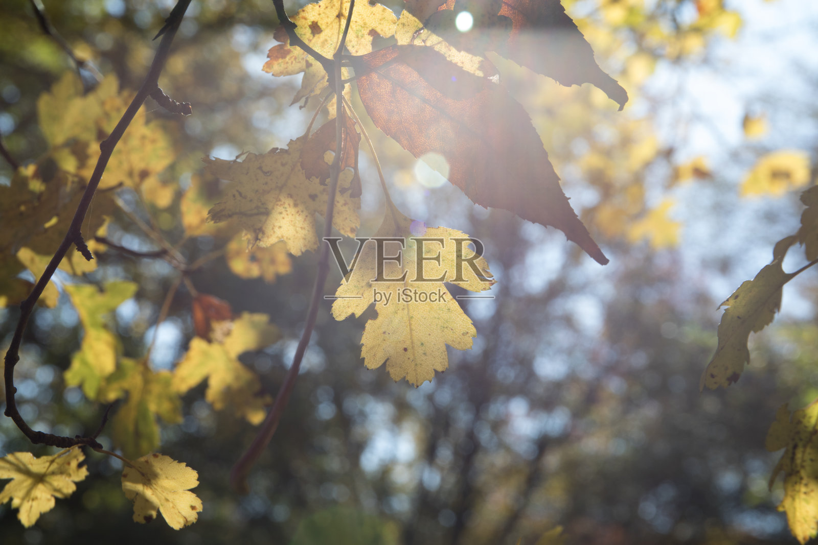 日落时分，美丽的秋日森林和柏油山路。美丽的风景与空的道路，树木和阳光在傍晚的秋天。旅游的背景。自然照片摄影图片