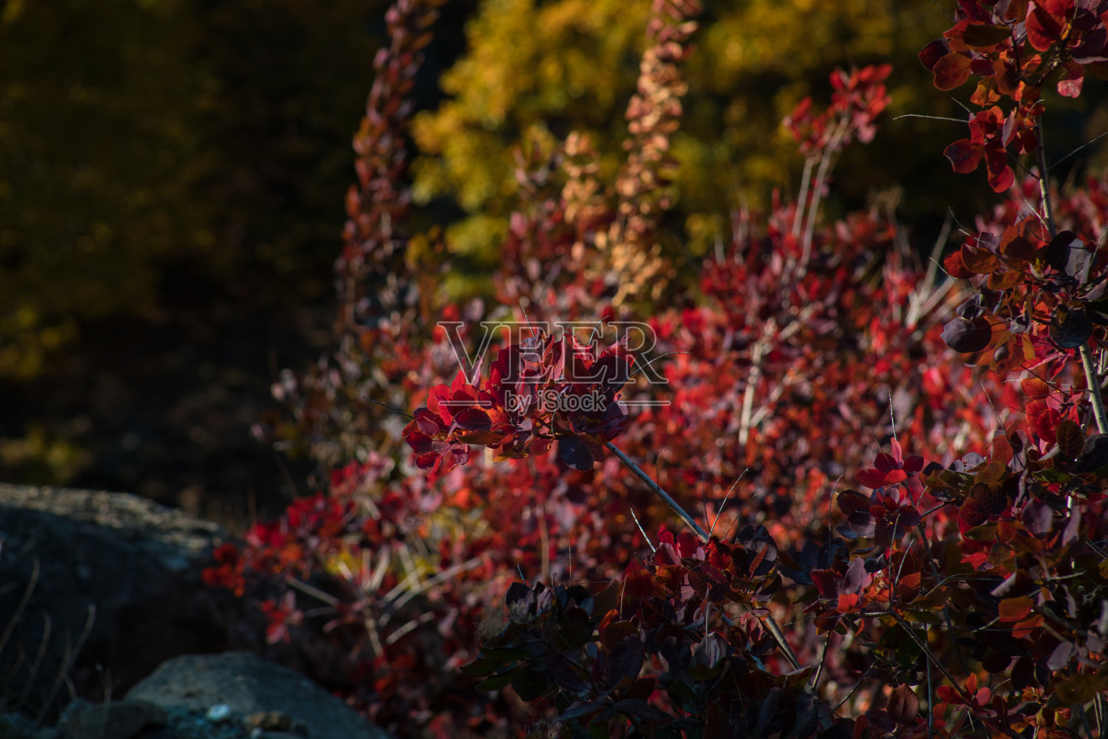 红色和橙色的秋叶背景。自然。照片摄影图片