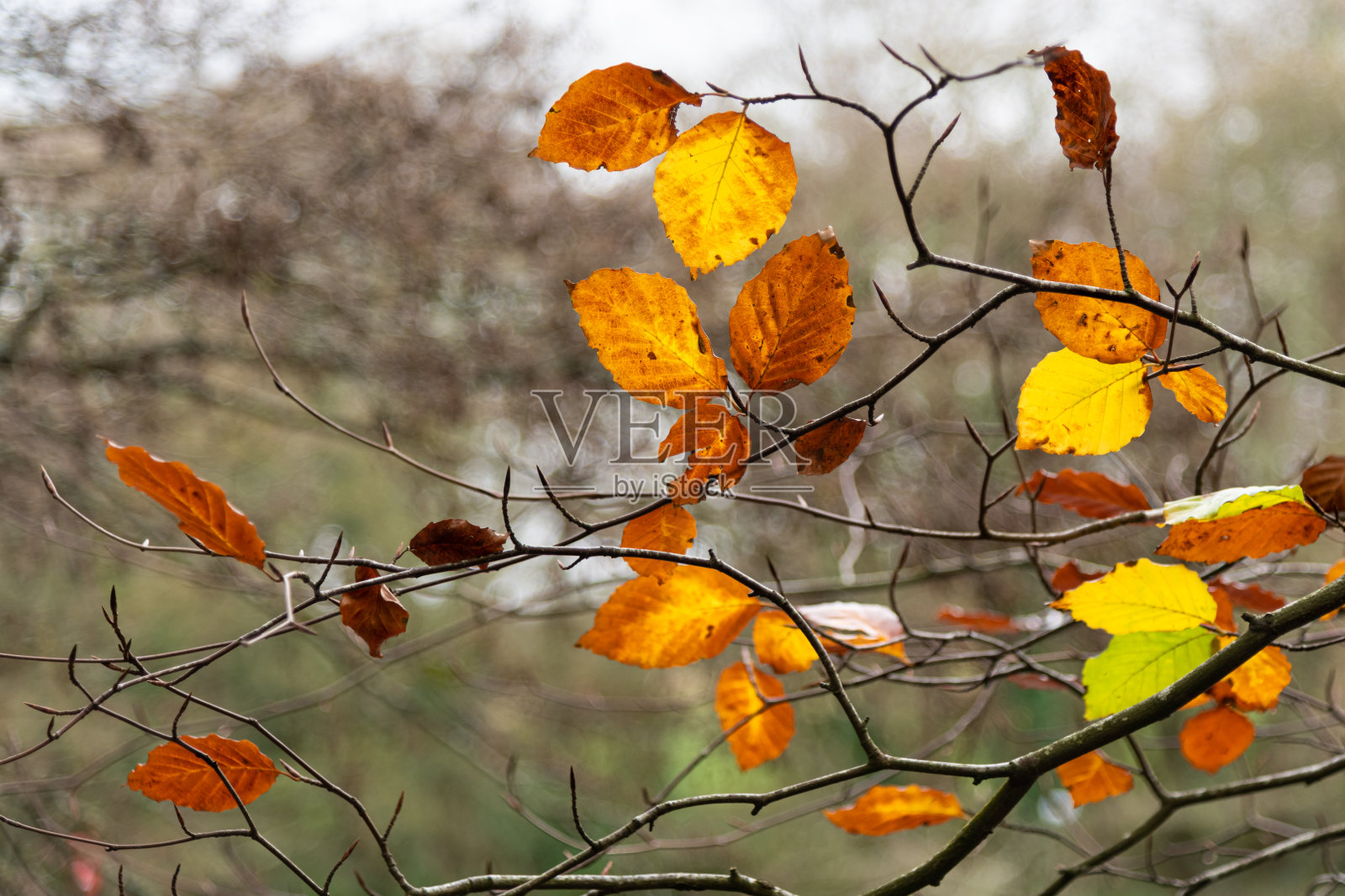 鲜艳的山毛榉秋天的叶子照片摄影图片