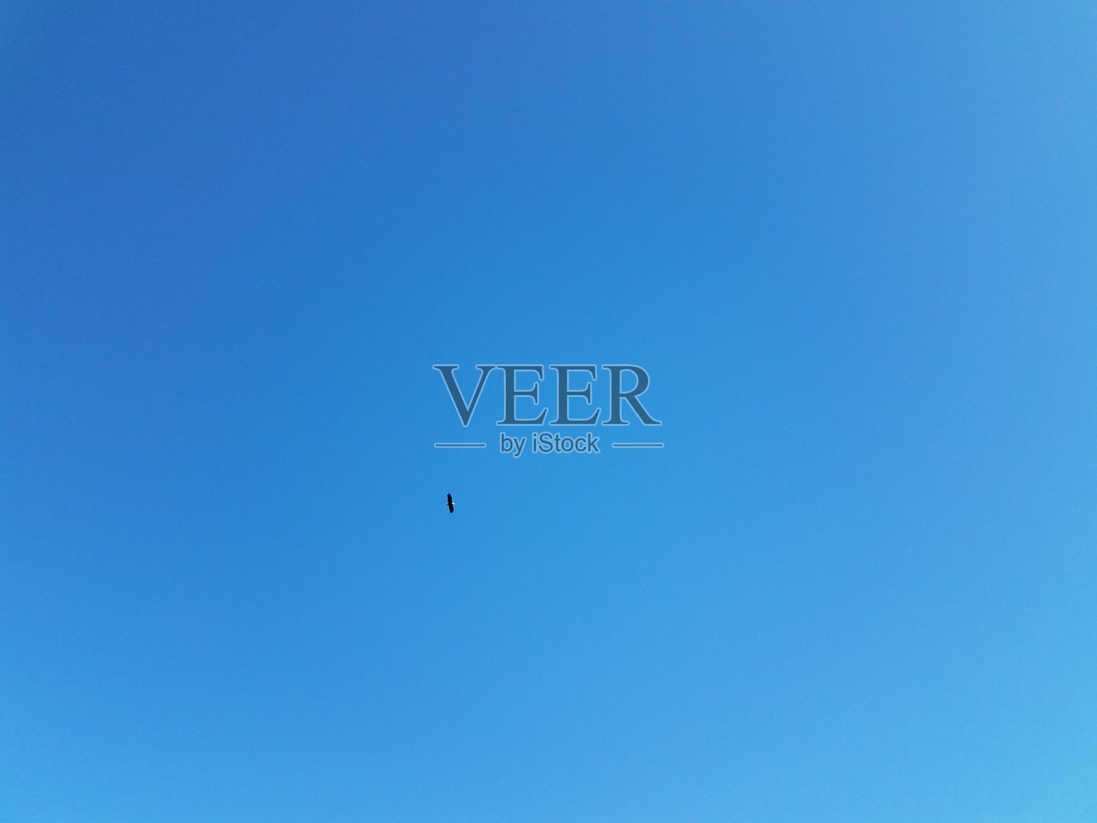 8、白头鹰鸟兽在蓝天飞翔照片摄影图片