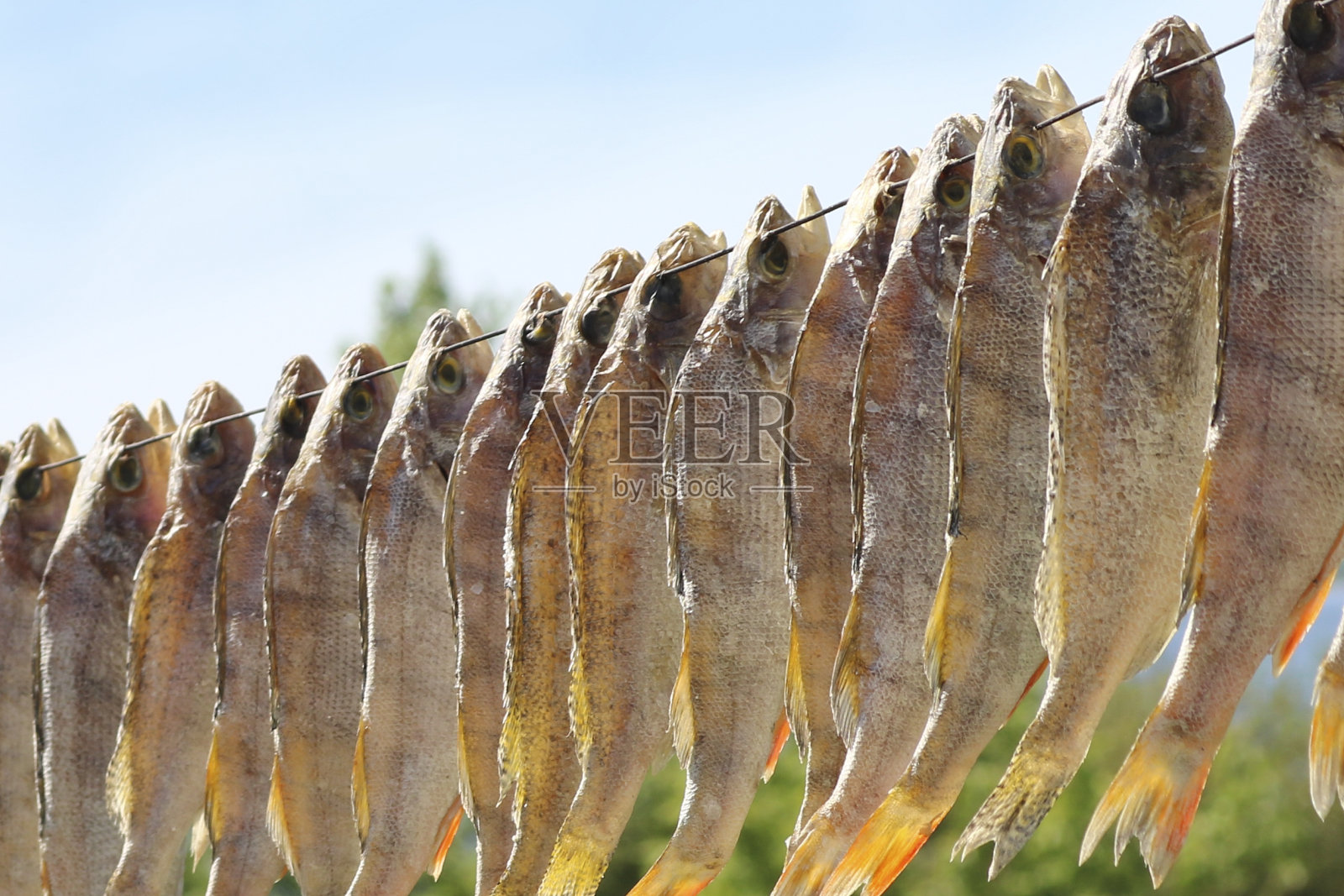 盐渍的淡水鱼(栖木)挂在户外的电线上晒干。干咸鱼。美味。特写镜头照片摄影图片