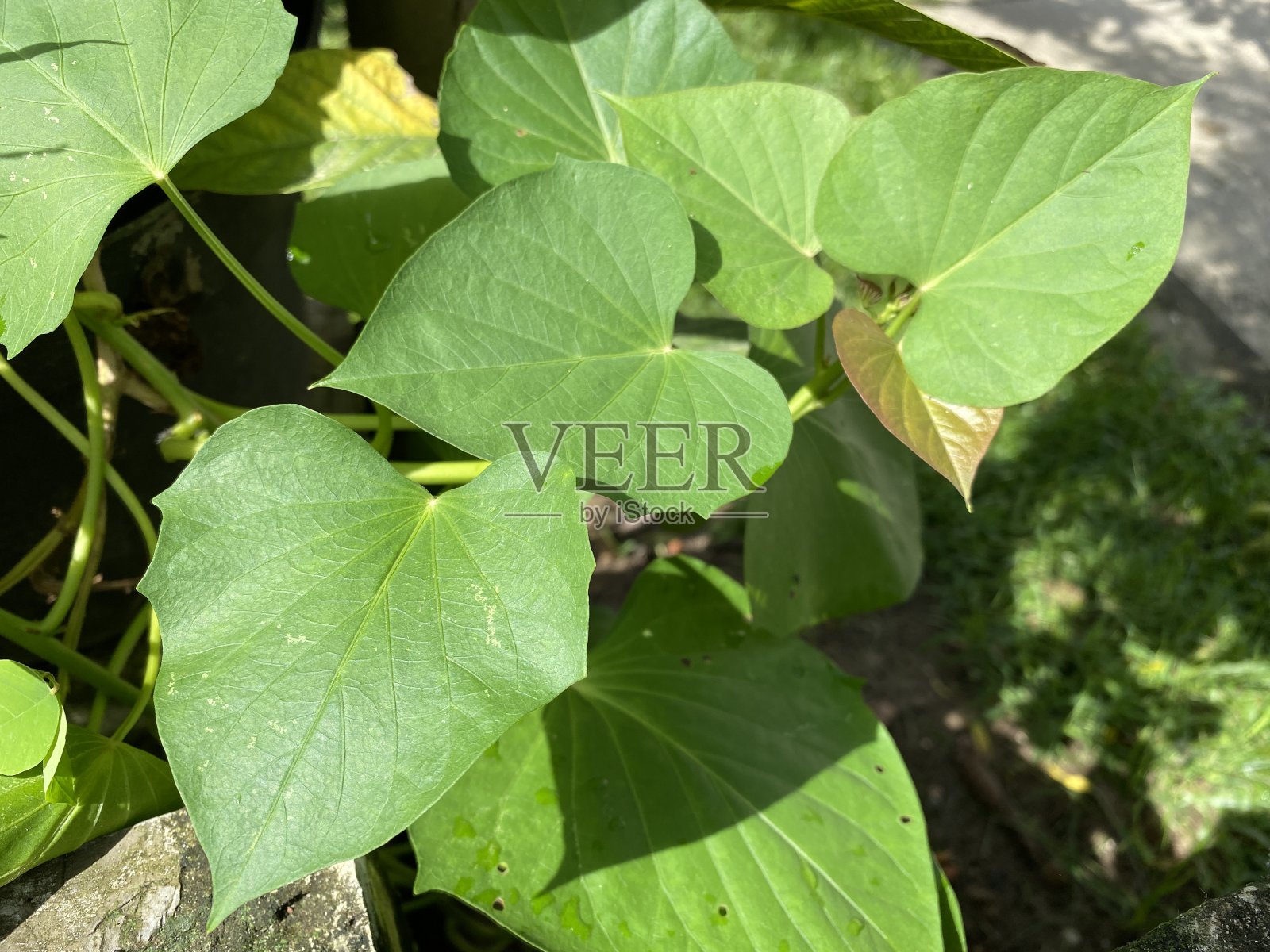 山药的叶子照片摄影图片