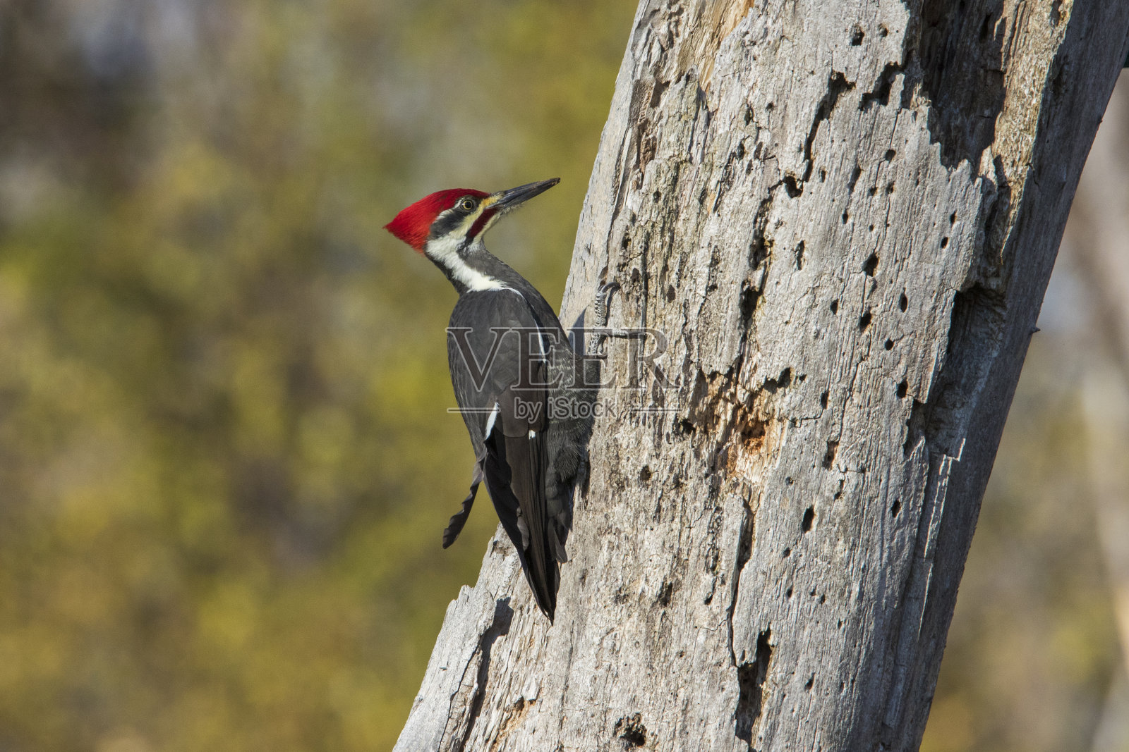 男性pileated啄木鸟照片摄影图片