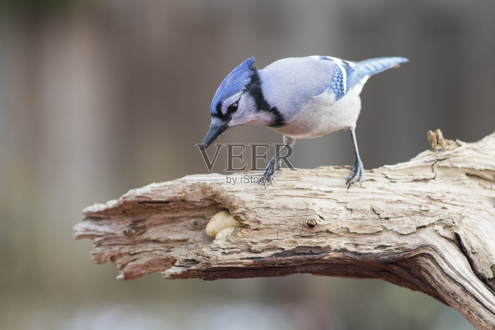 冠蓝鸦照片摄影图片