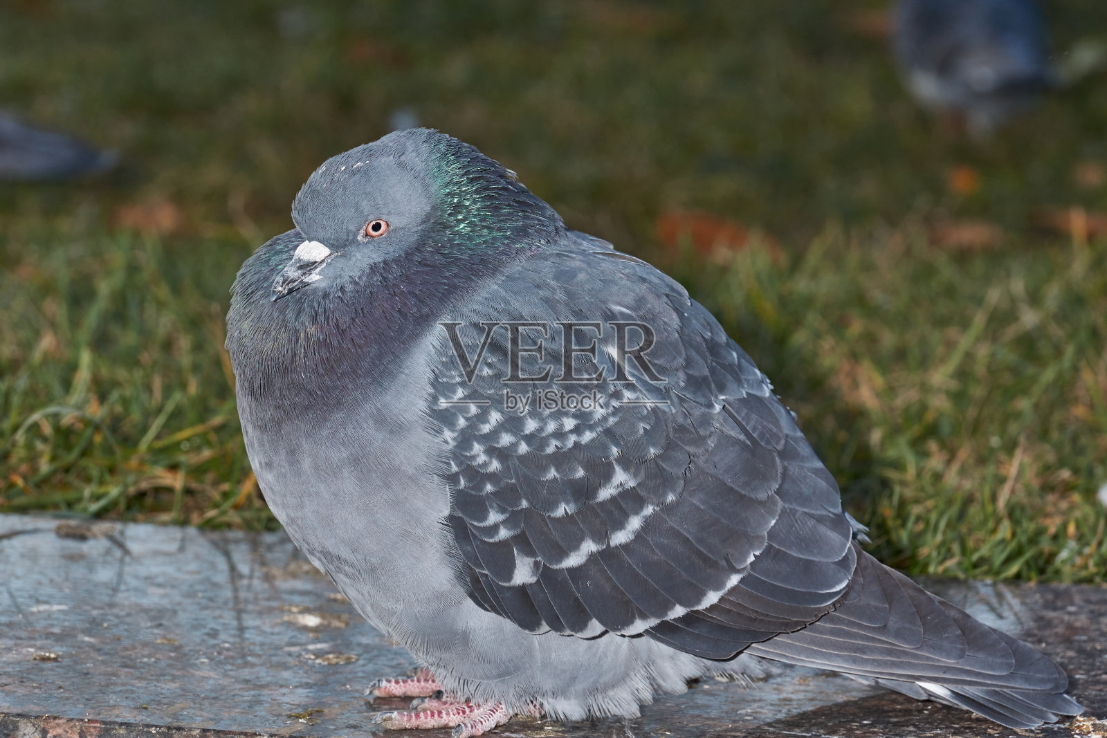 鸽子在城市广场的草坪上。照片摄影图片