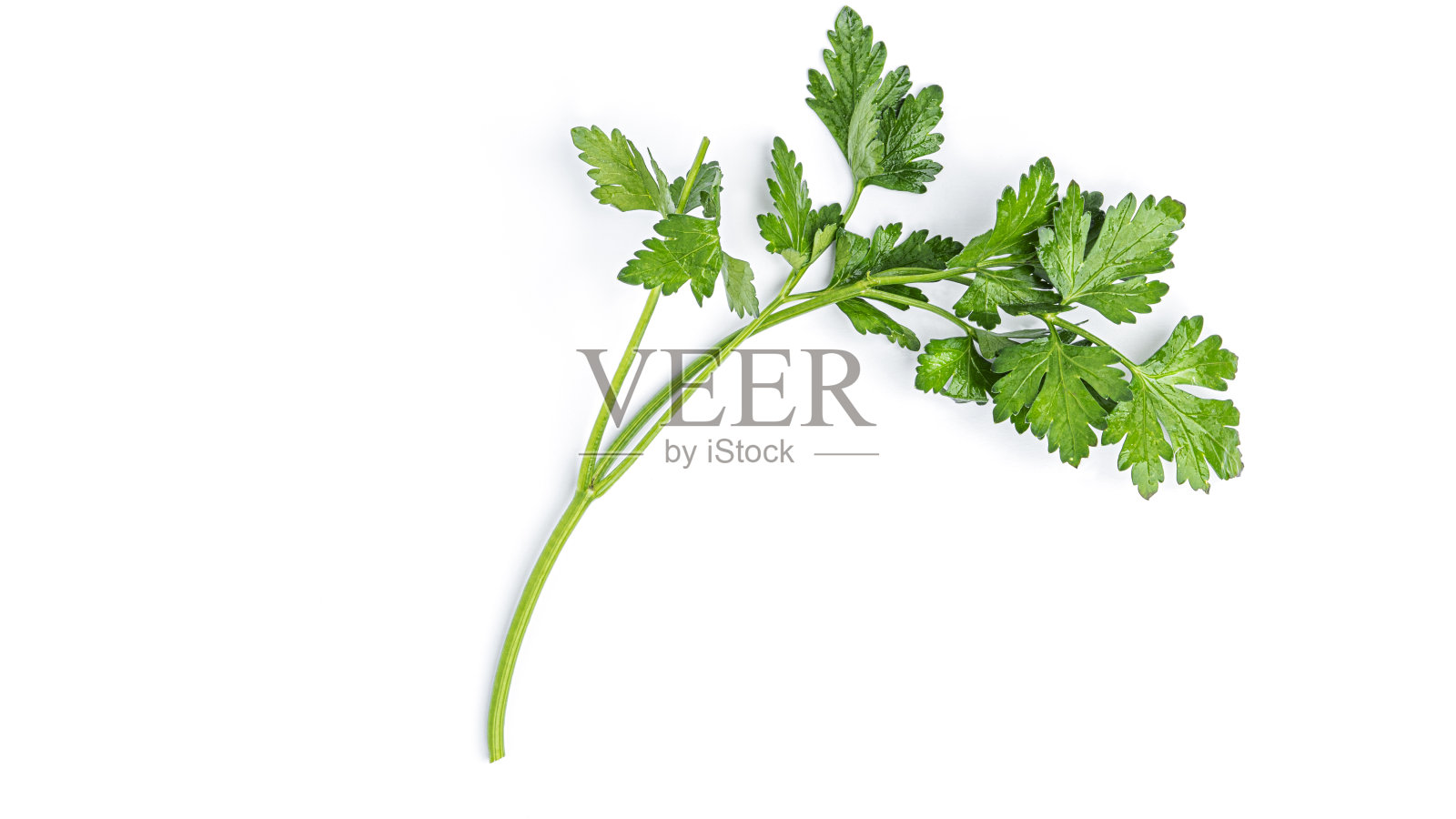 绿色植物。白色背景上的欧芹小枝。宏观照片照片摄影图片