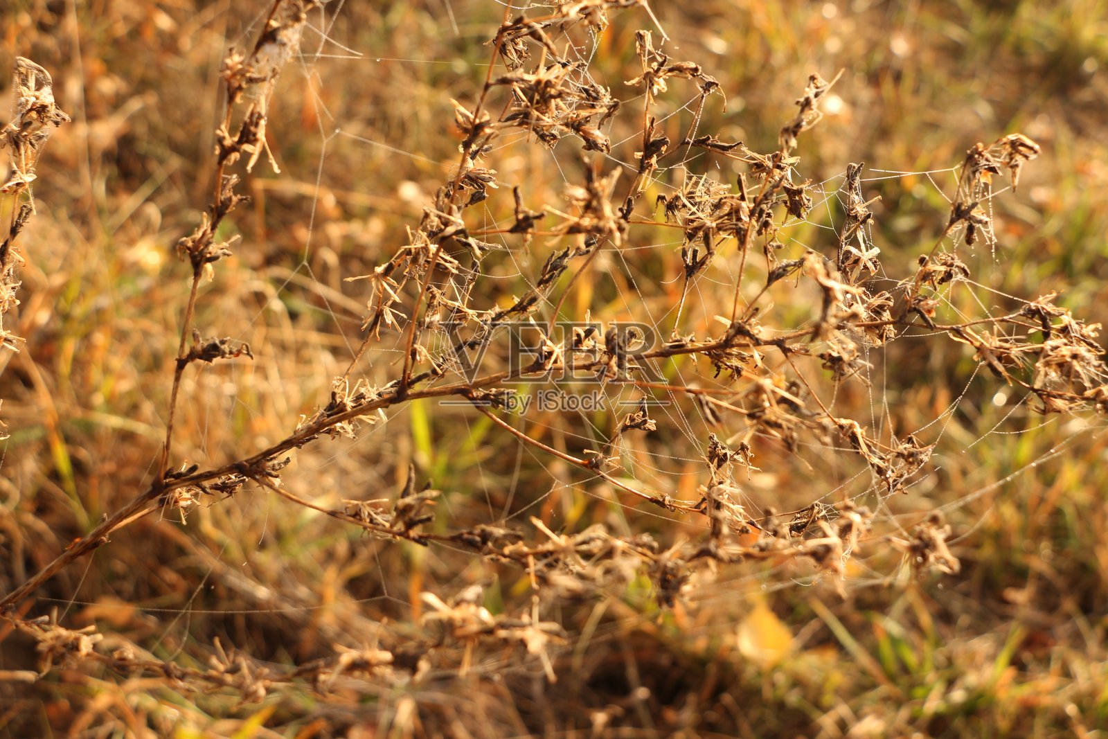 一个蜘蛛巢的特写照片摄影图片