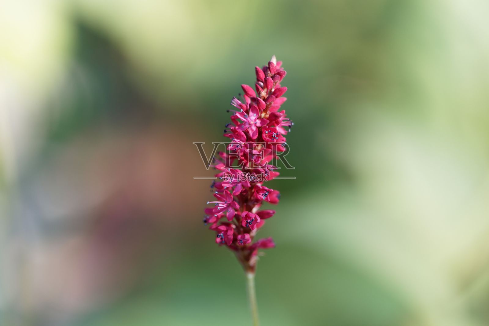 花的一种红色的双花，双花双花照片摄影图片